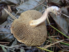 Suillus bovinus
