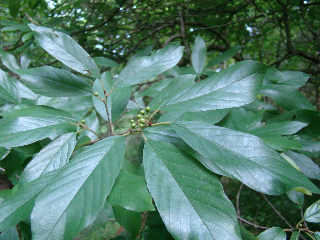 Carolina buckthorn (Woody Plants of Floracliff Nature Sanctuary ...