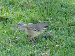 Sericornis maculatus