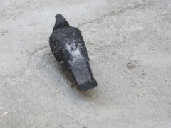 Columba livia domestica
