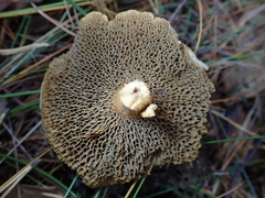 Suillus bovinus