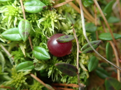 Vaccinium oxycoccos