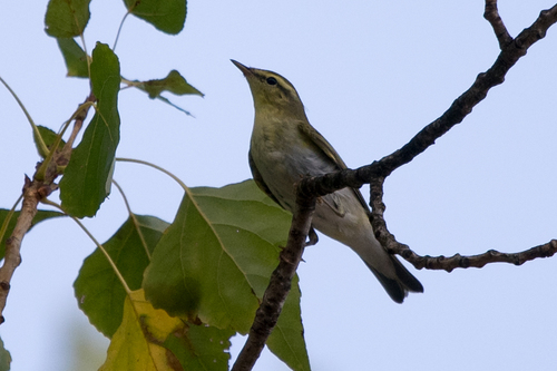Mosquitero silbador (Phylloscopus sibilatrix)