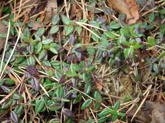 Vaccinium oxycoccos