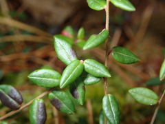 Vaccinium oxycoccos