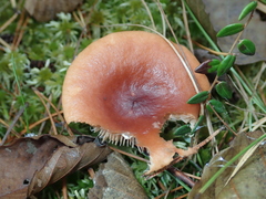 Russula