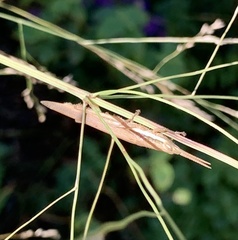 Leptysma marginicollis