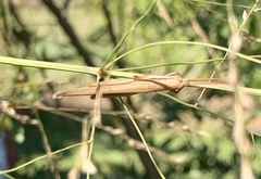 Leptysma marginicollis