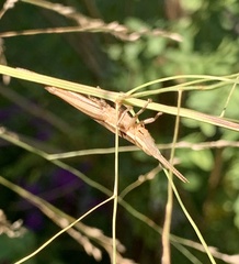 Leptysma marginicollis