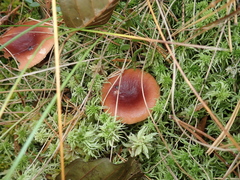 Russula