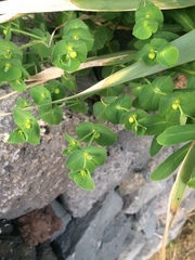 Euphorbia azorica