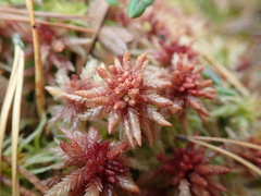 Sphagnum