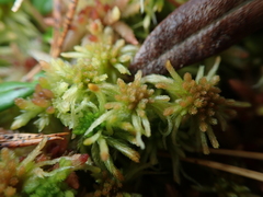 Sphagnum