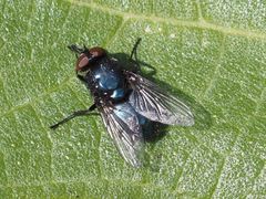 Protophormia terraenovae