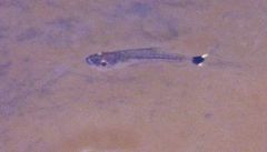 Characiformes