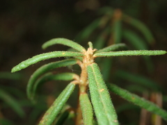 Rhododendron tomentosum