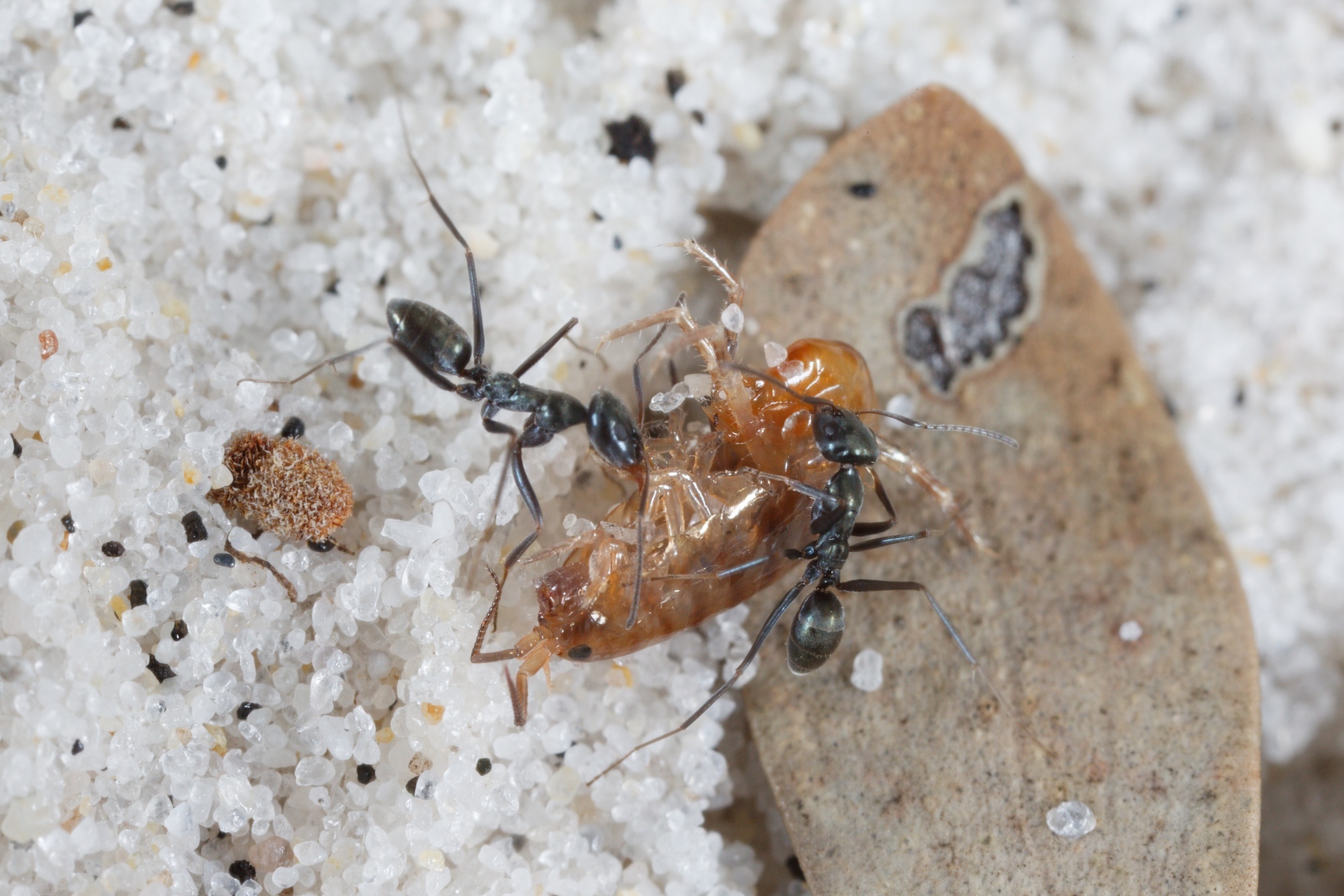 Iridomyrmex bicknelli