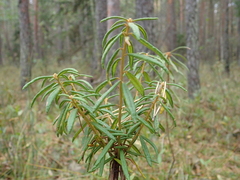 Rhododendron tomentosum