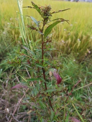 Ludwigia prostrata