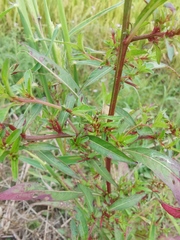 Ludwigia prostrata