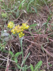 Pseudognaphalium affine