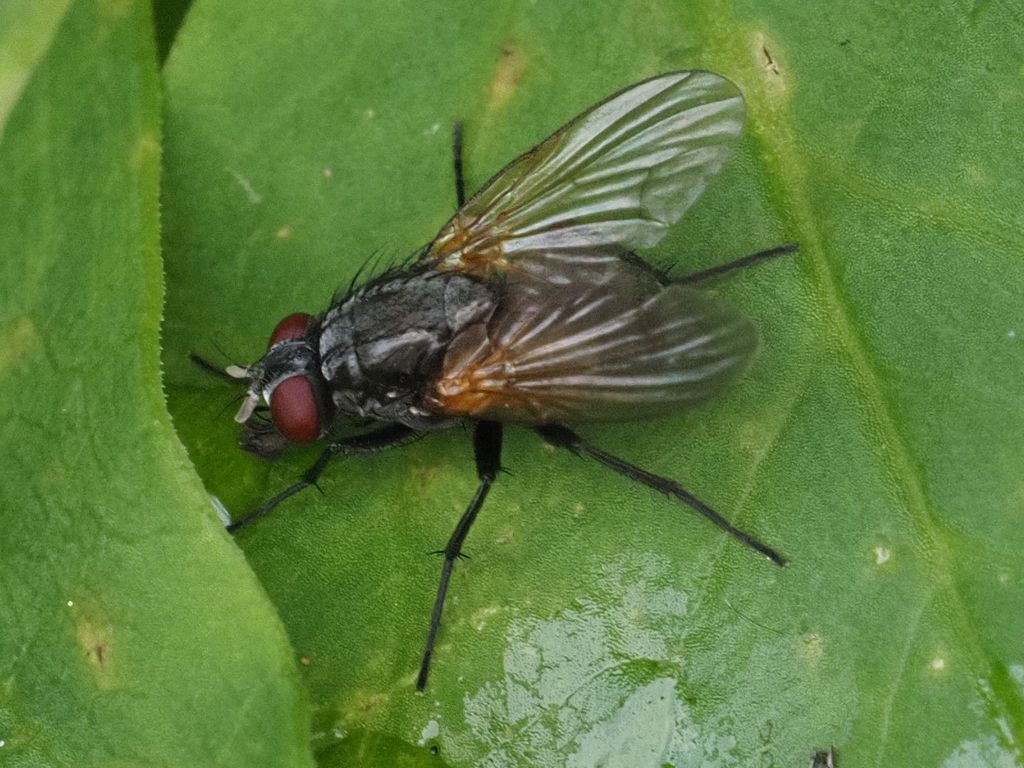 Mydaea urbana from Neunkirchen, Niederösterreich, Austria on October 2