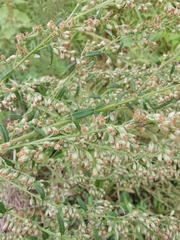 Artemisia umbrosa
