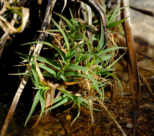 Pentameris densifolia