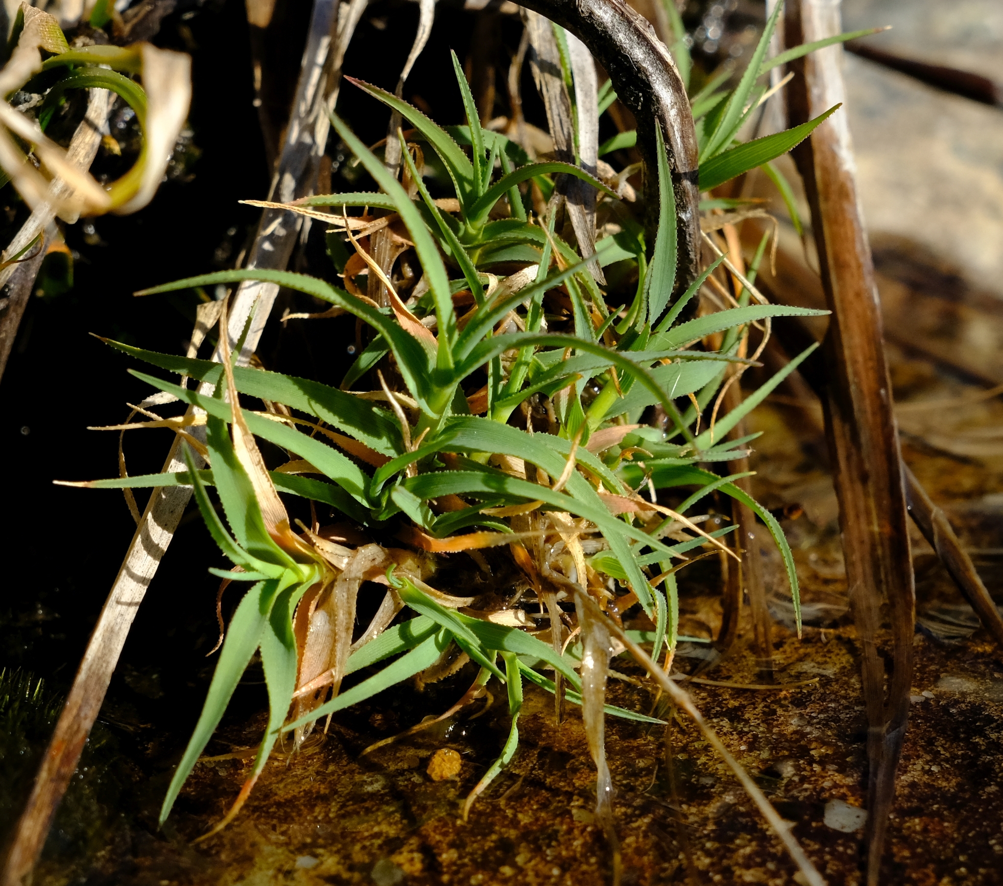 Pentameris densifolia