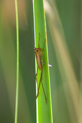 Conocephalus attenuatus