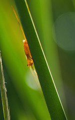 Conocephalus attenuatus