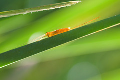 Conocephalus attenuatus