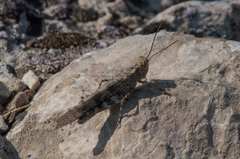 Trimerotropis diversellus