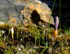 Romulea atrandra esterhuyseniae