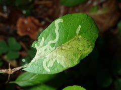 Phytomyza aprilina