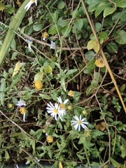 Aster ageratoides