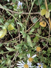 Aster ageratoides