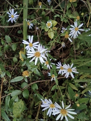 Aster ageratoides