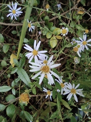 Aster ageratoides