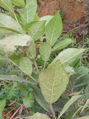 Ficus pandurata