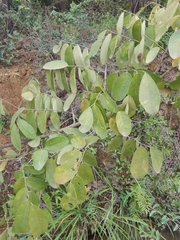 Dalbergia hupeana