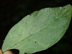 Phytomyza aprilina