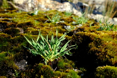 Pentameris densifolia