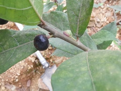 Ficus pandurata