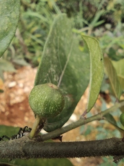 Ficus pandurata