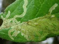 Phytomyza aprilina