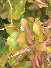 Diabrotica decempunctata