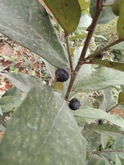 Ficus pandurata