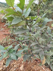 Ficus pandurata