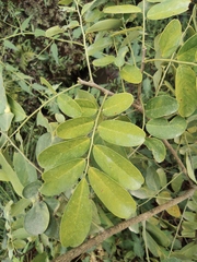 Dalbergia hupeana